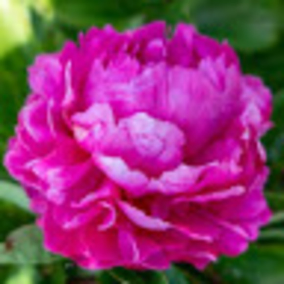 famepeony